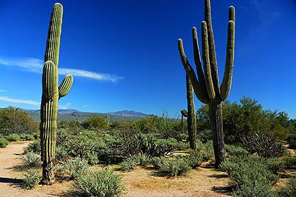 McDowell Mountain Regional Park, February 12, 2015